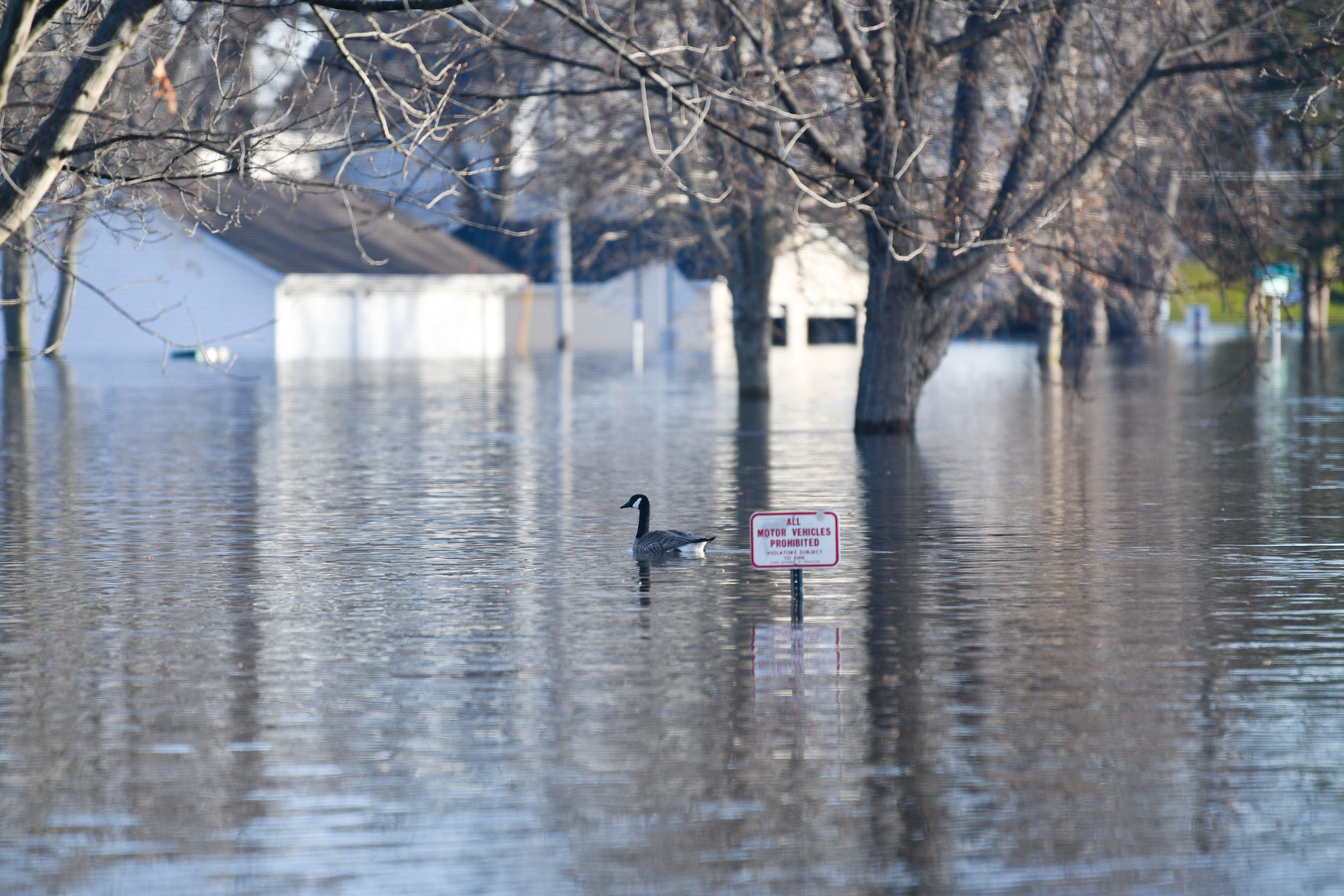 Flooding on Campbell's Island